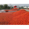 (36-38%CB) Tomato Paste in Drum